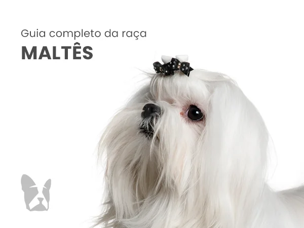 Maltês: o guia completo do pequeno companheiro de manto branco