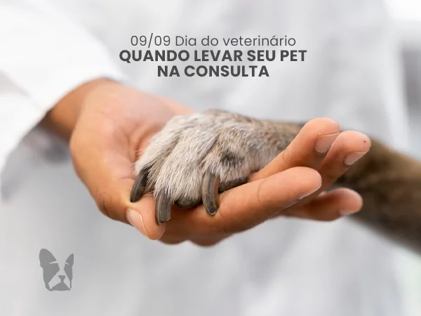 Dia do Veterinário: quando levar seu pet à consulta