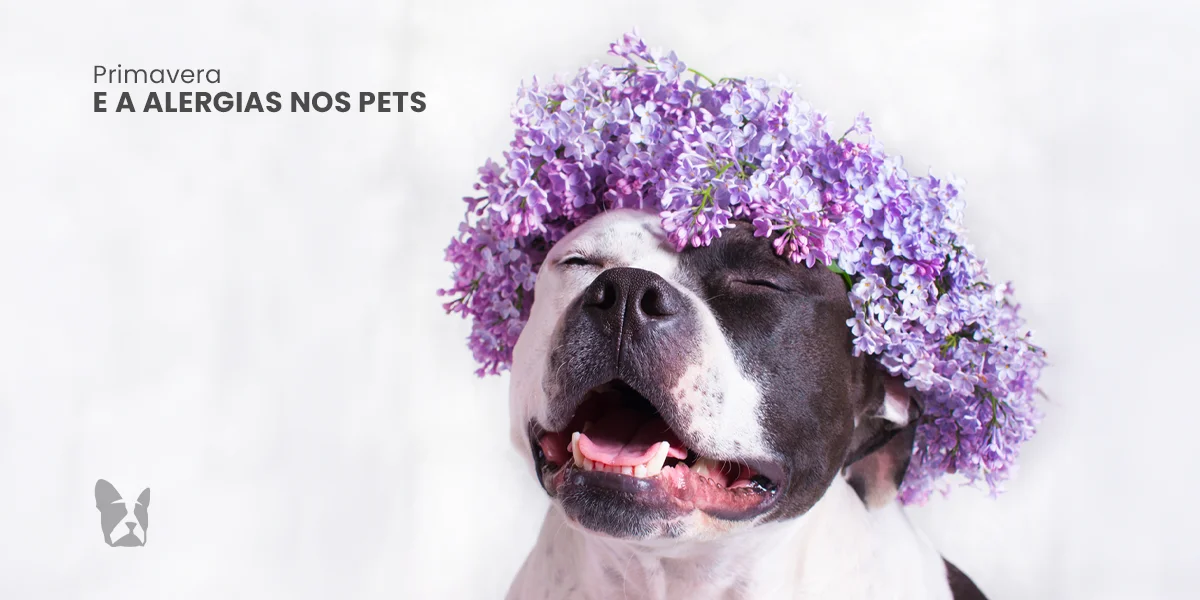 Alergias de primavera em cães e gatos: sinais e o que fazer