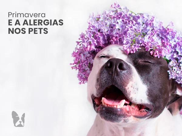 Alergias de primavera em cães e gatos: sinais e o que fazer