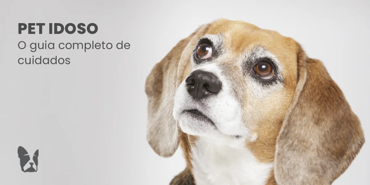 Pet idoso: o guia completo de cuidados na melhor idade