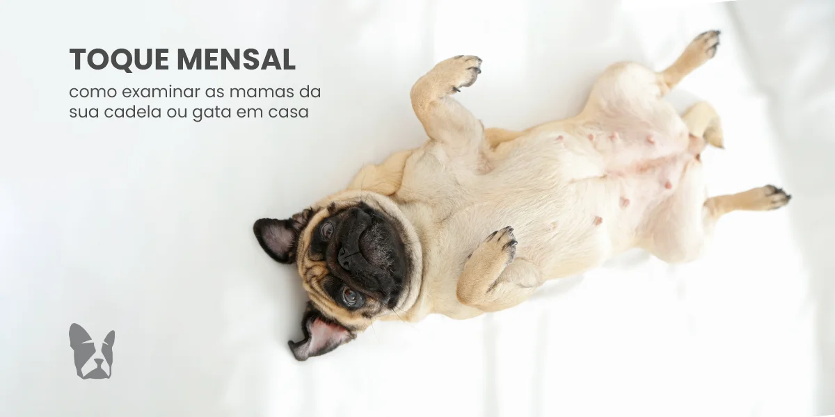 Toque mensal: como examinar as mamas da sua cadela ou gata em casa