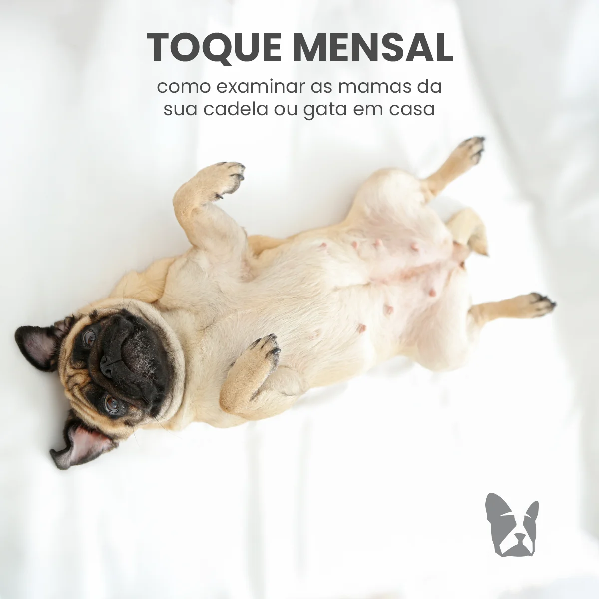 Toque mensal: como examinar as mamas da sua cadela ou gata em casa