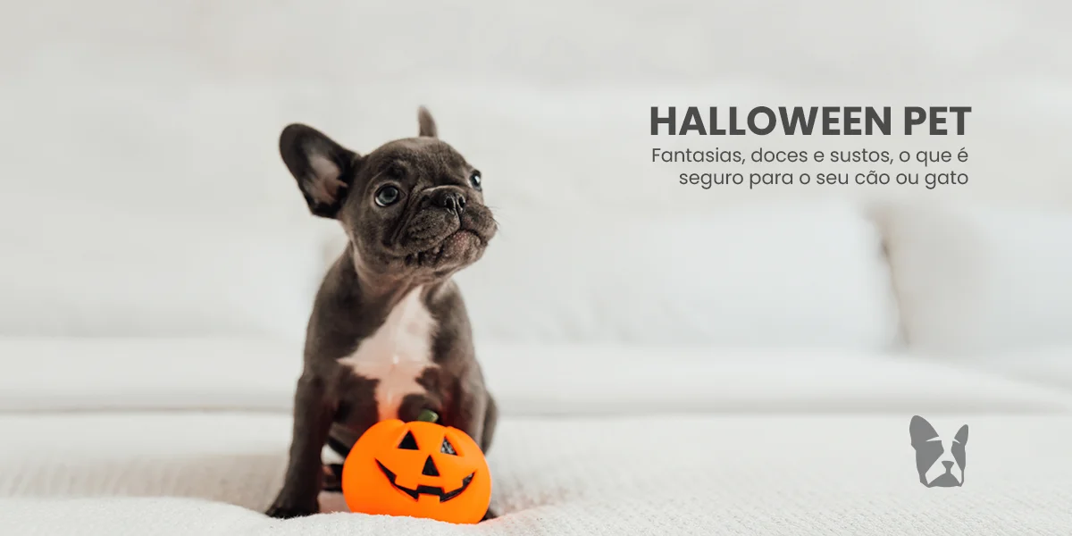 Halloween pet: fantasias, doces e sustos, o que é seguro para o seu cão ou gato
